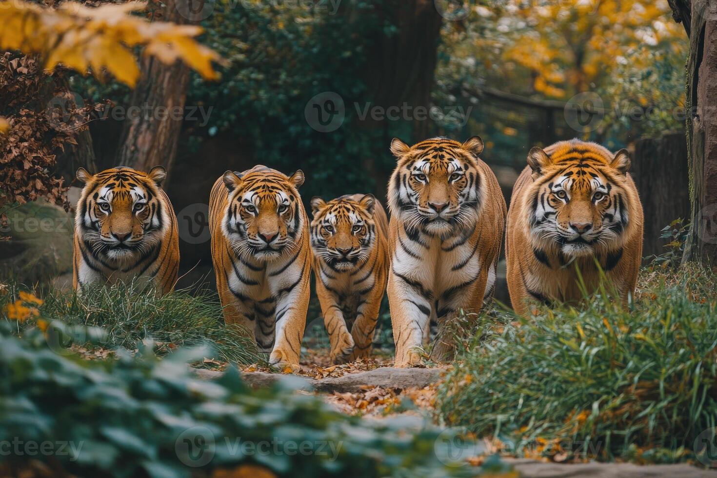 Five majestic tigers walking in forest wildlife conservation. photo