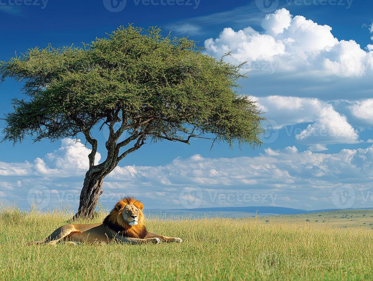 Male lion resting under acacia tree in masai mara national reserve photo