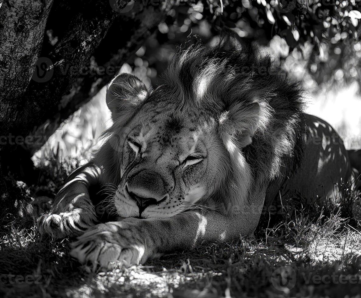 Majestic lion resting peacefully under a tree in black and white photo