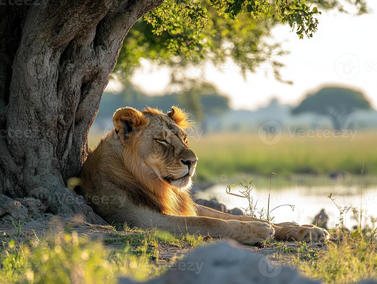 Lion resting under tree near water at sunset in botswana photo