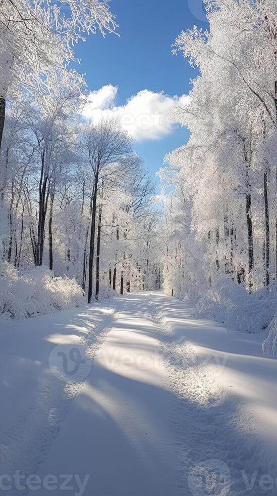 Snow covered road winds through frozen forest photo