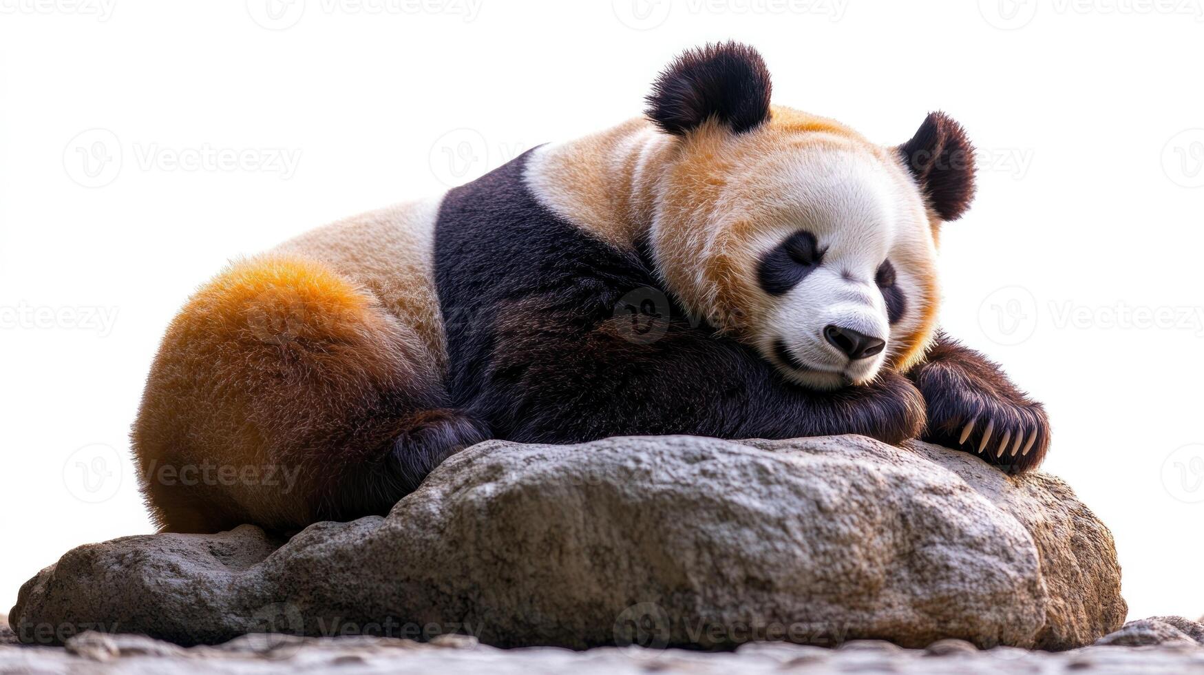 A giant panda relaxes peacefully, soaking up the sun on a large rock photo