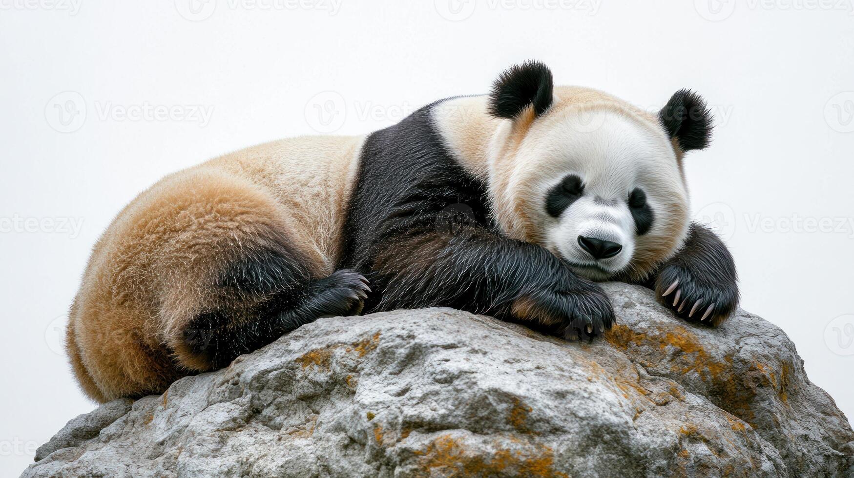 A giant panda relaxes on a rock, basking in the calm atmosphere of the day photo