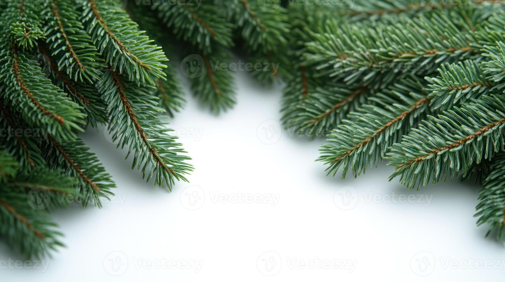 Spruce branches elegantly frame a serene white space, invoking winter's calm beauty photo