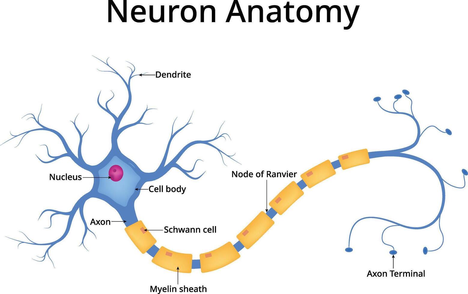 Neuron Anatomy Diagram Design Illustration vector