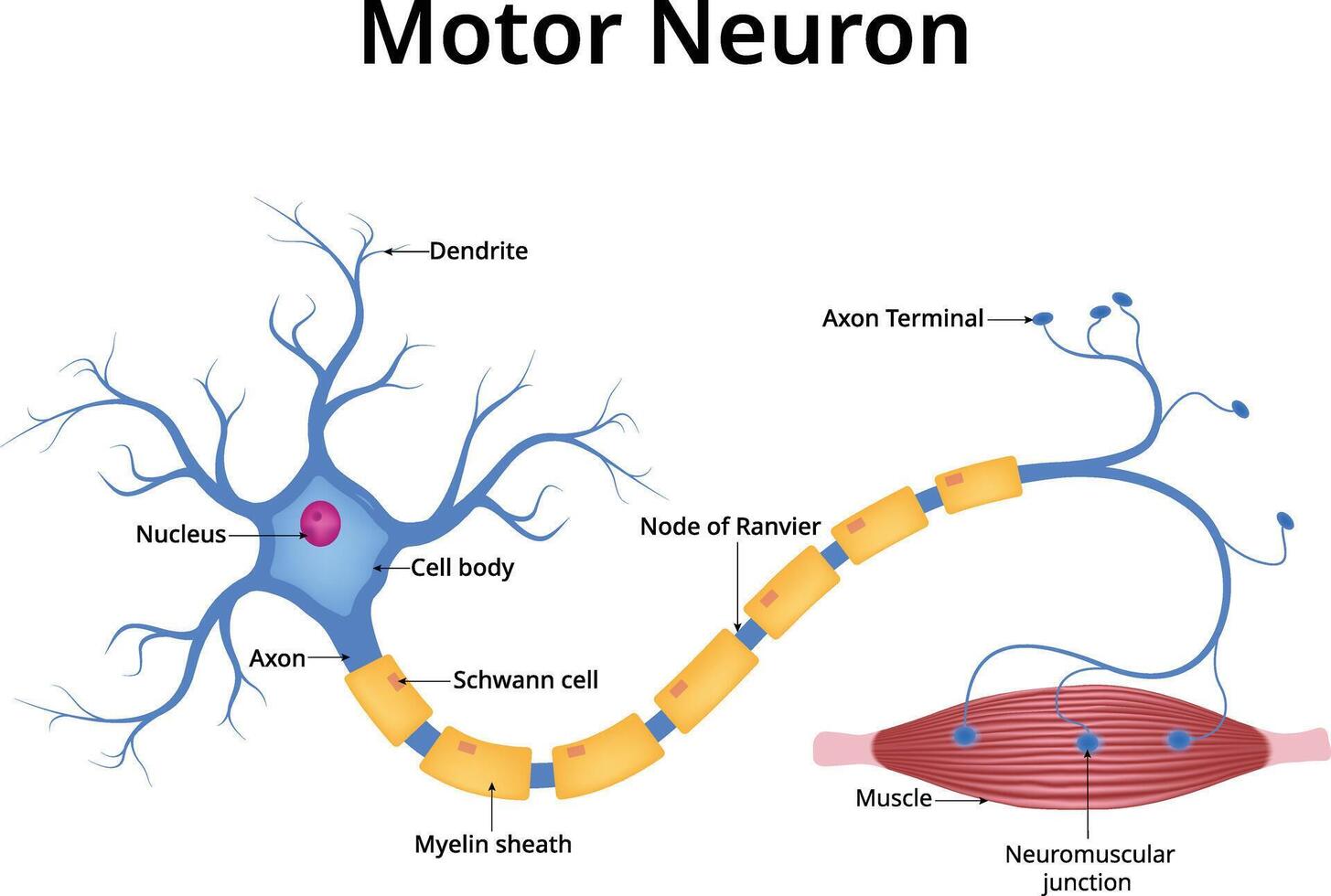 Motor Neuron Diagram Design Illustration vector