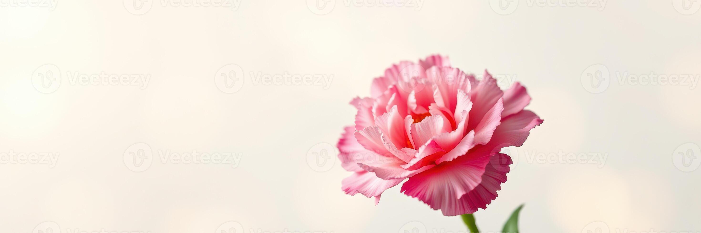 Beautiful pink carnation in soft focus against a light background captures nature's elegance and tranquility photo