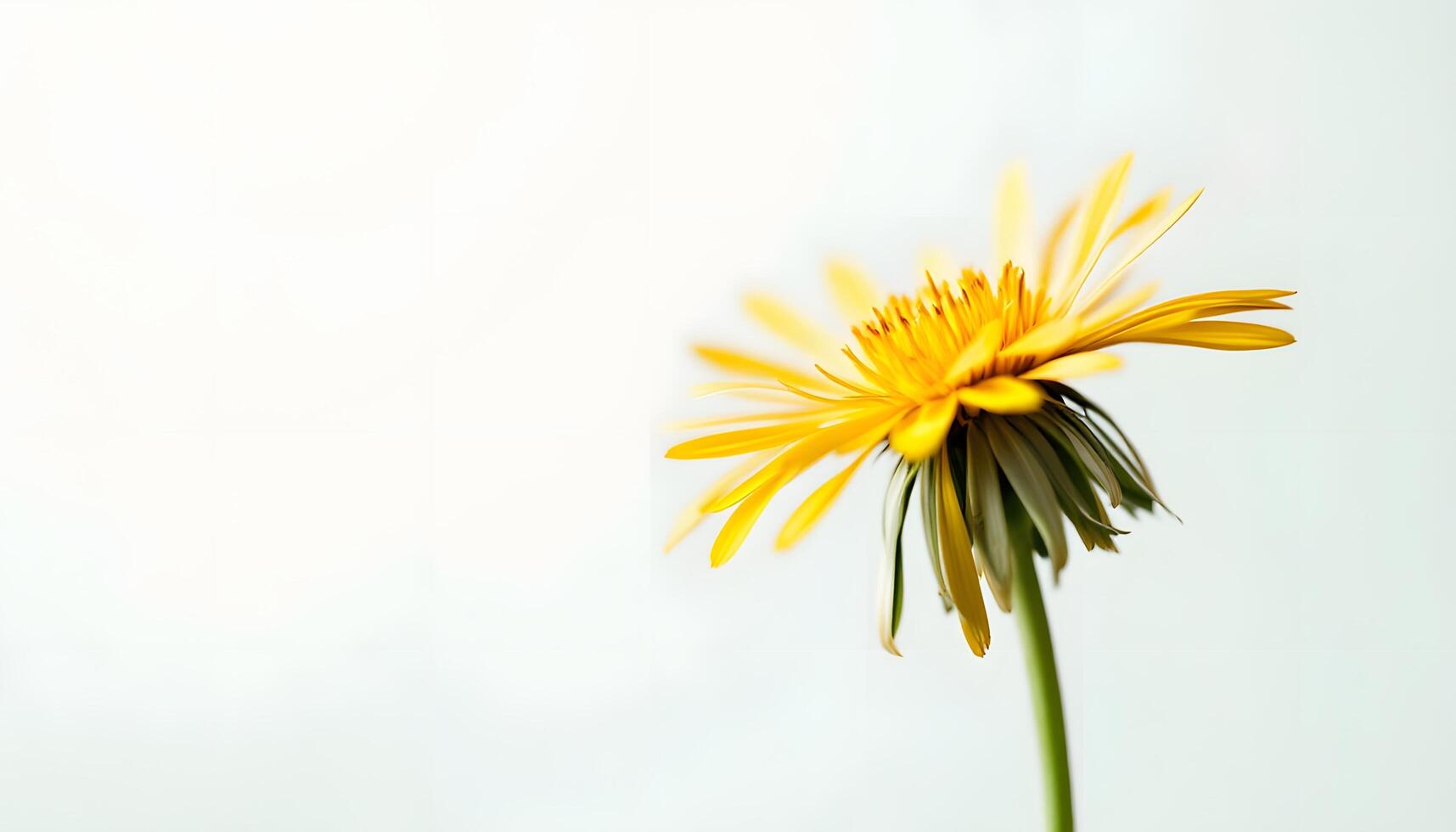 A vibrant yellow flower, captured in exquisite detail, conveys a sense of delicate beauty and renewal, suitable for spring themed events or lifestyle blogs Generated by AI photo
