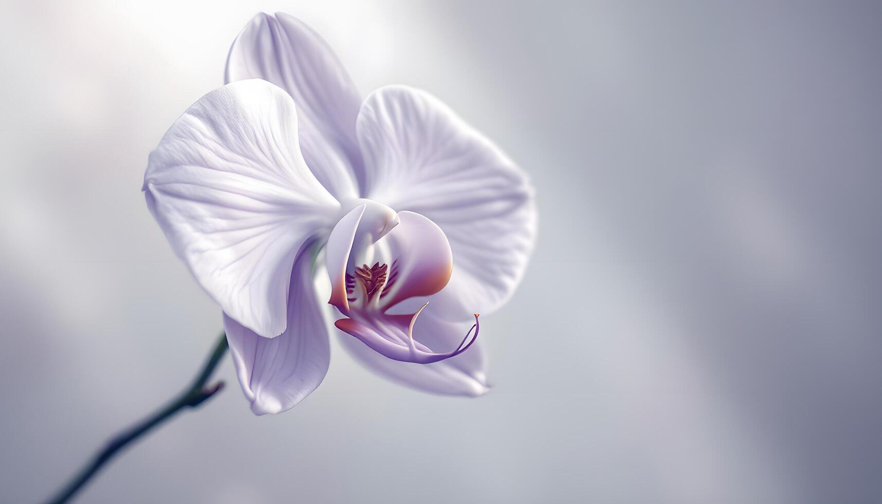 A delicate single orchid bloom in soft focus, representing purity and calmness, suitable for spa brochures, wedding invitations, and mindfulness websites Generated by AI photo