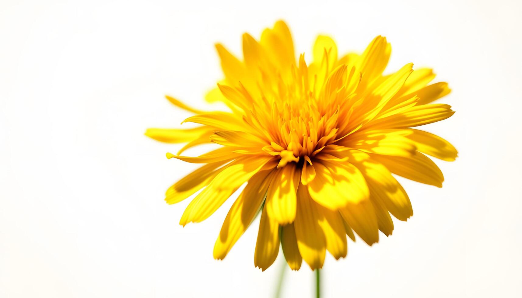 Radiant yellow flower closeup with detailed petals conveys freshness and vibrant energy, ideal for spring themed design, greetings or nature-focused media Generated by AI photo