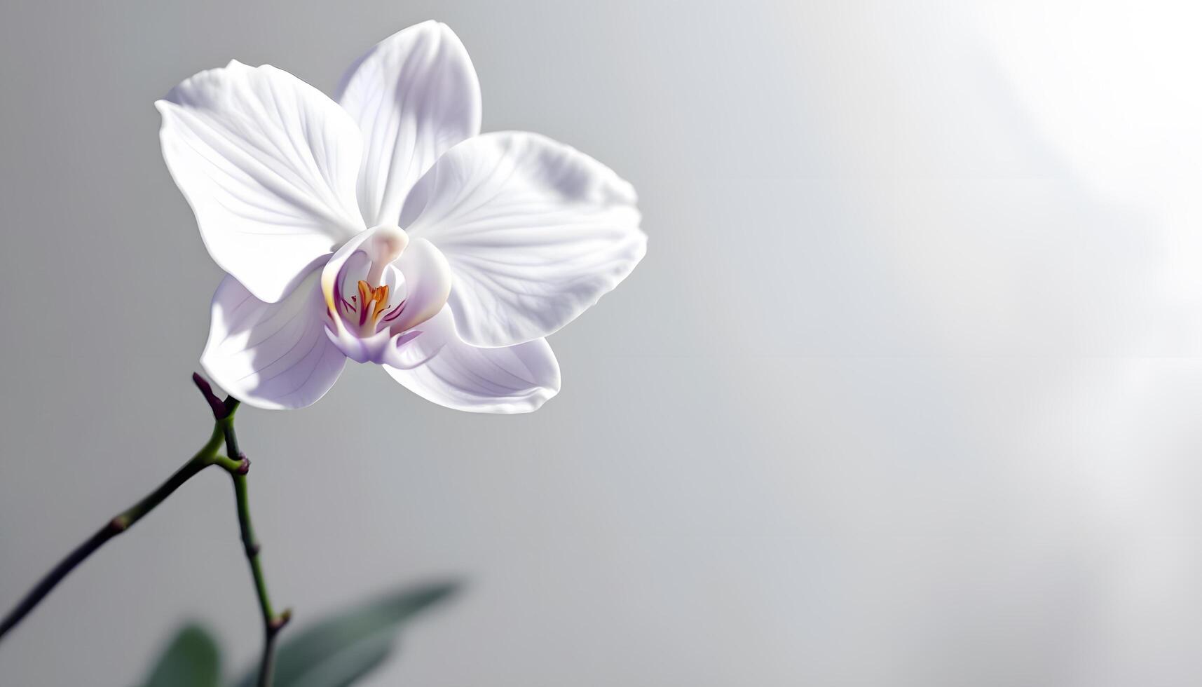 Elegant white orchid blossom, conveys purity and grace, suitable for wedding invitations, spa promotions, and delicate art prints Generated by AI photo