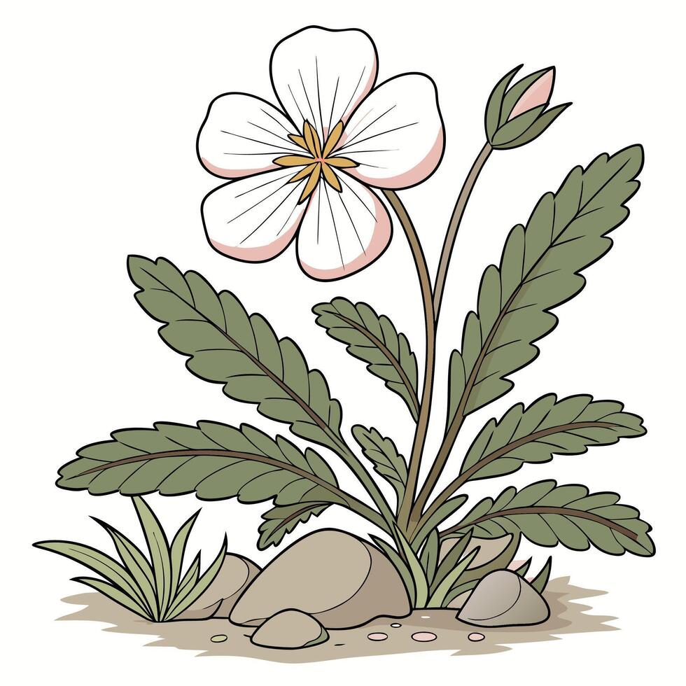The illustration of rock rose flower vector