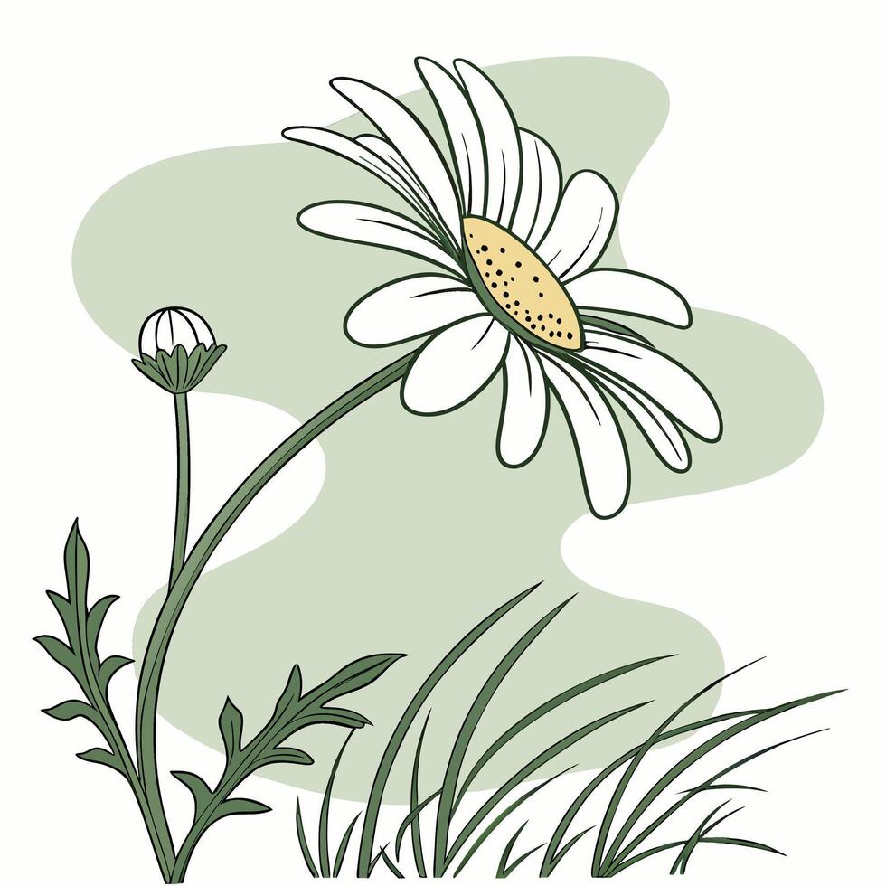 The illustration of daisy flower vector