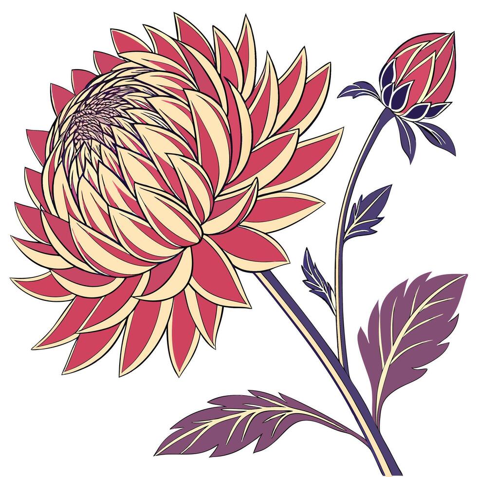The illustration of dahlia flower vector