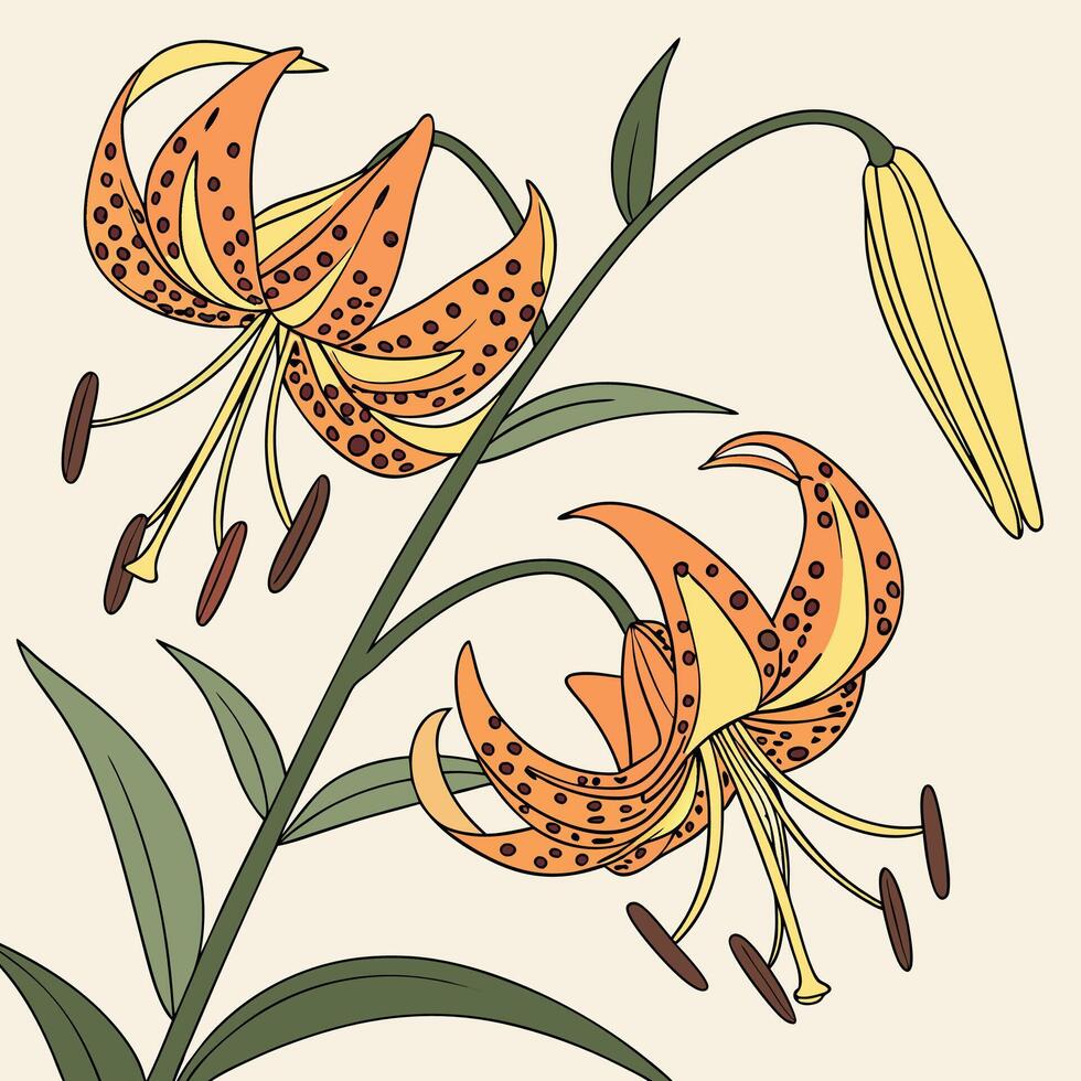 The illustration of kaffir lily flower vector