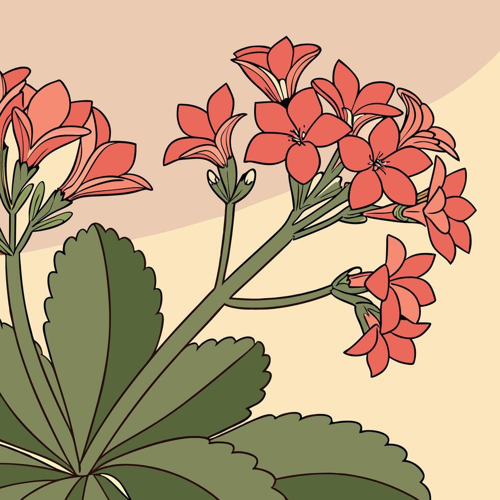 The illustration of kalanchoe flower vector