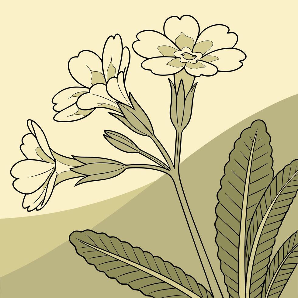 The illustration of primrose flower vector