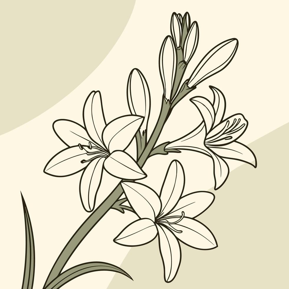 The illustration of tuberose flower vector