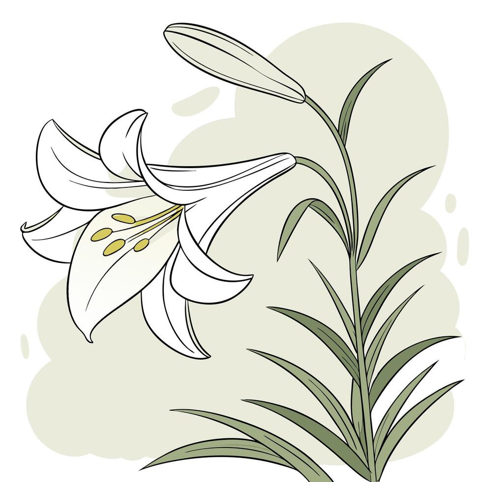 The illustration of easter lily flower vector