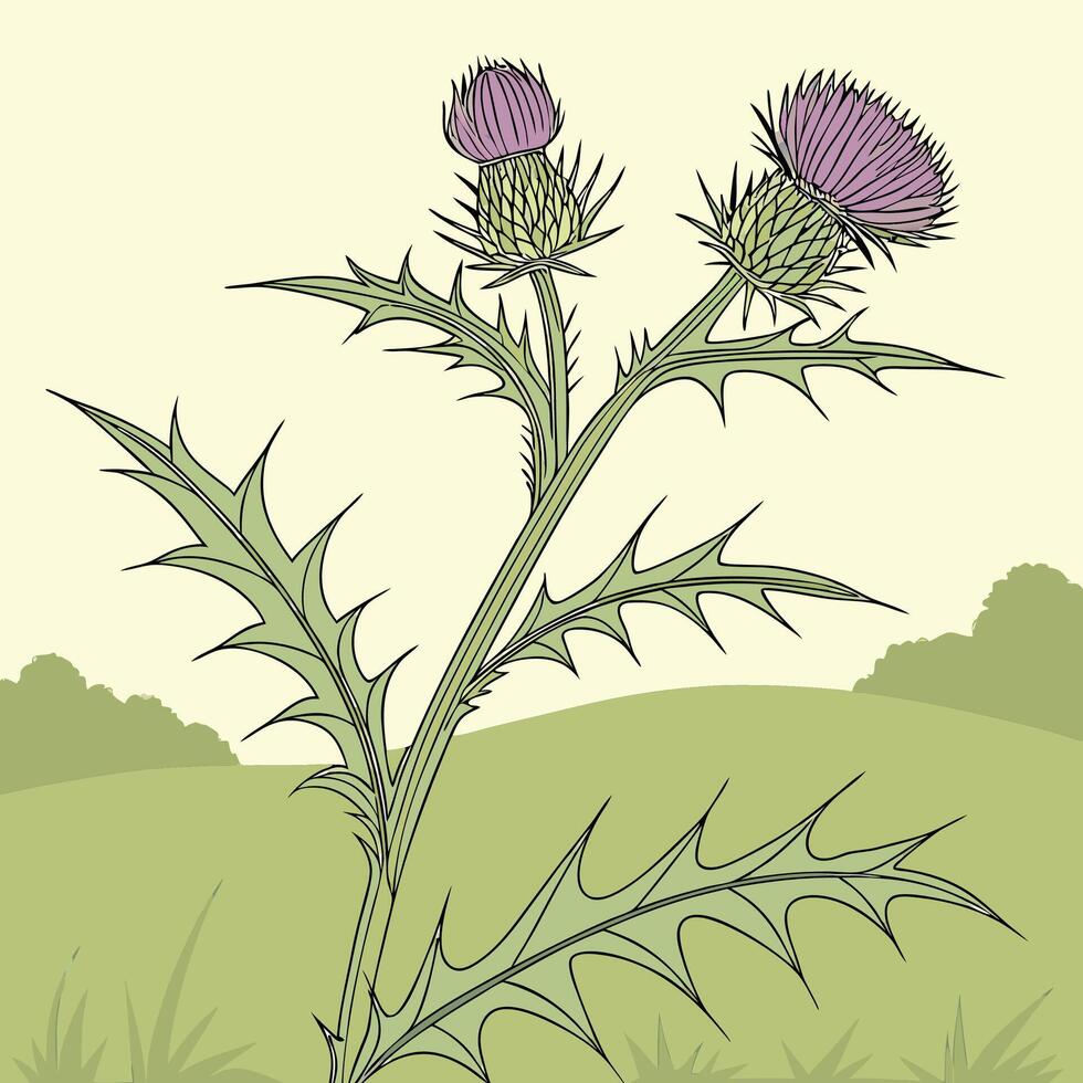 The illustration of thistle flower vector