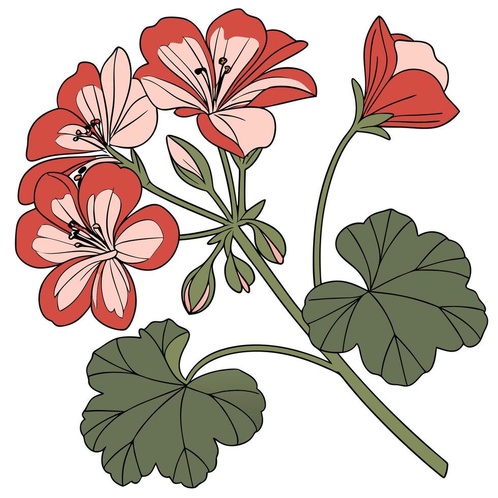 The illustration of geranium flower vector