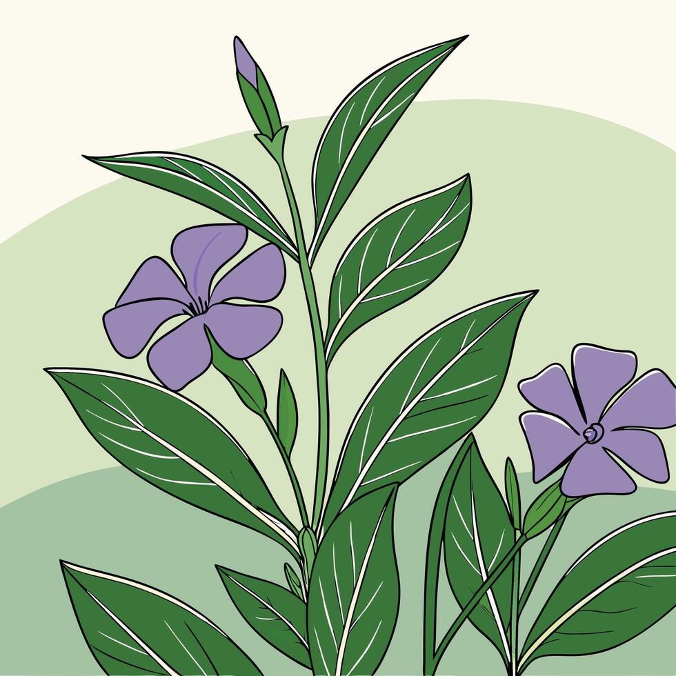 The illustration of vinca flower vector