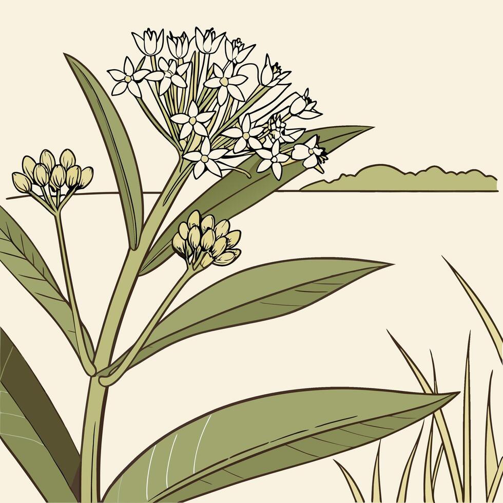 The illustration of milkweed flower vector