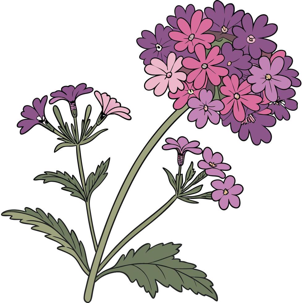 The illustration of verbena flower vector