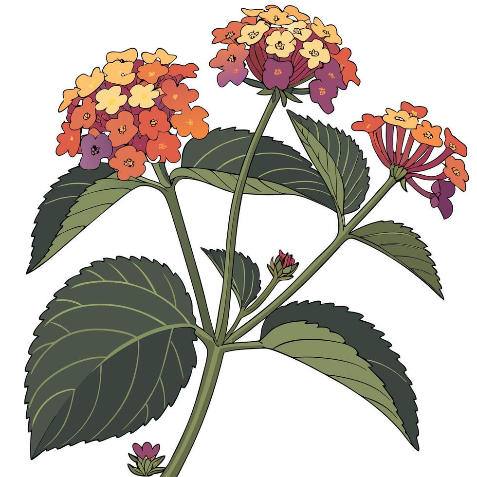 The illustration of lantana flower vector