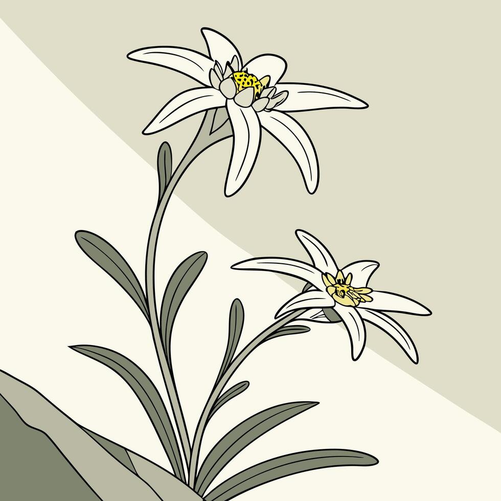The illustration of edelweiss flower vector