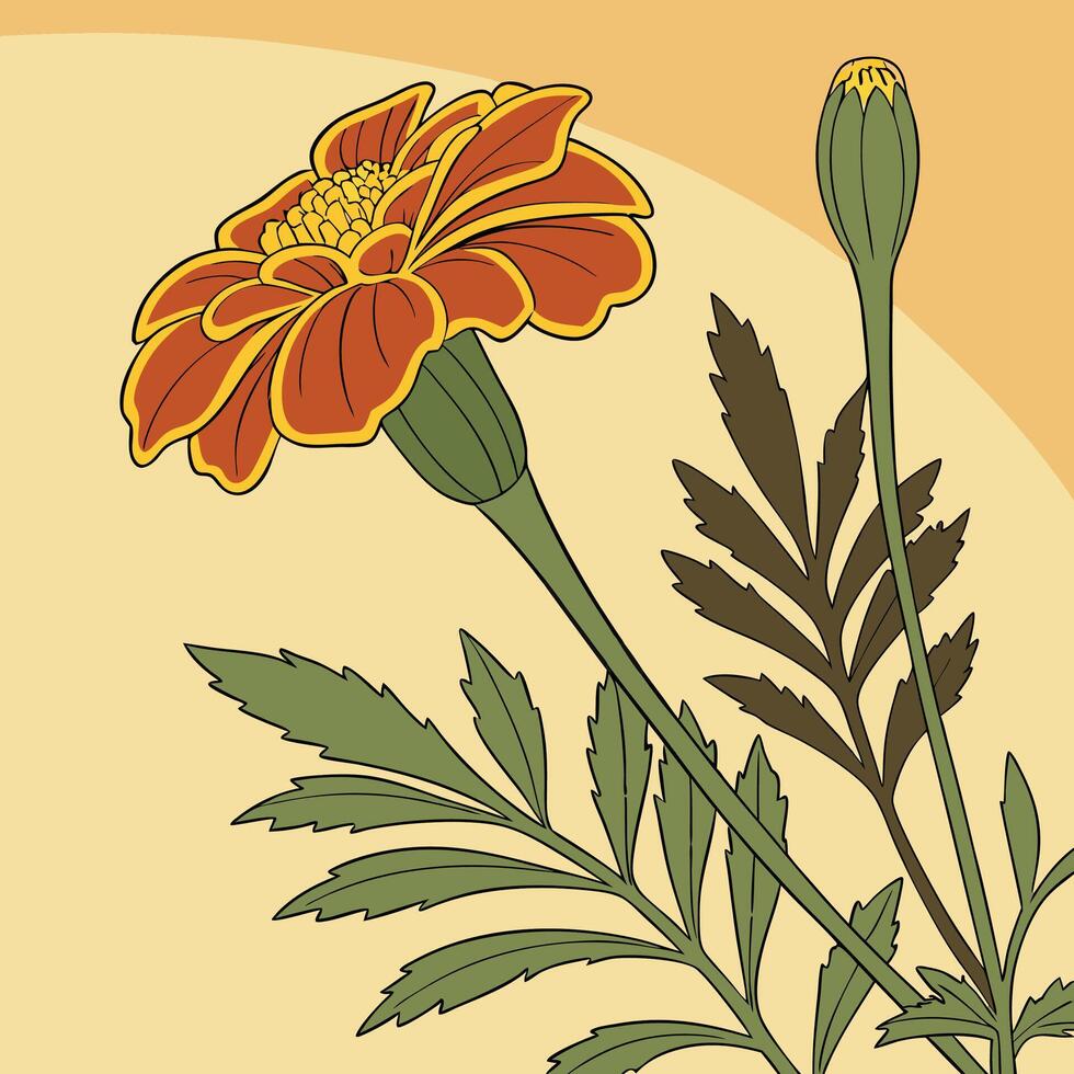 The illustration of french marigold flower vector