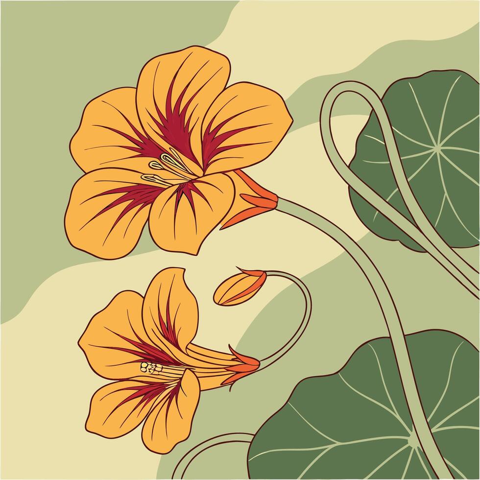 The illustration of nasturtium flower vector