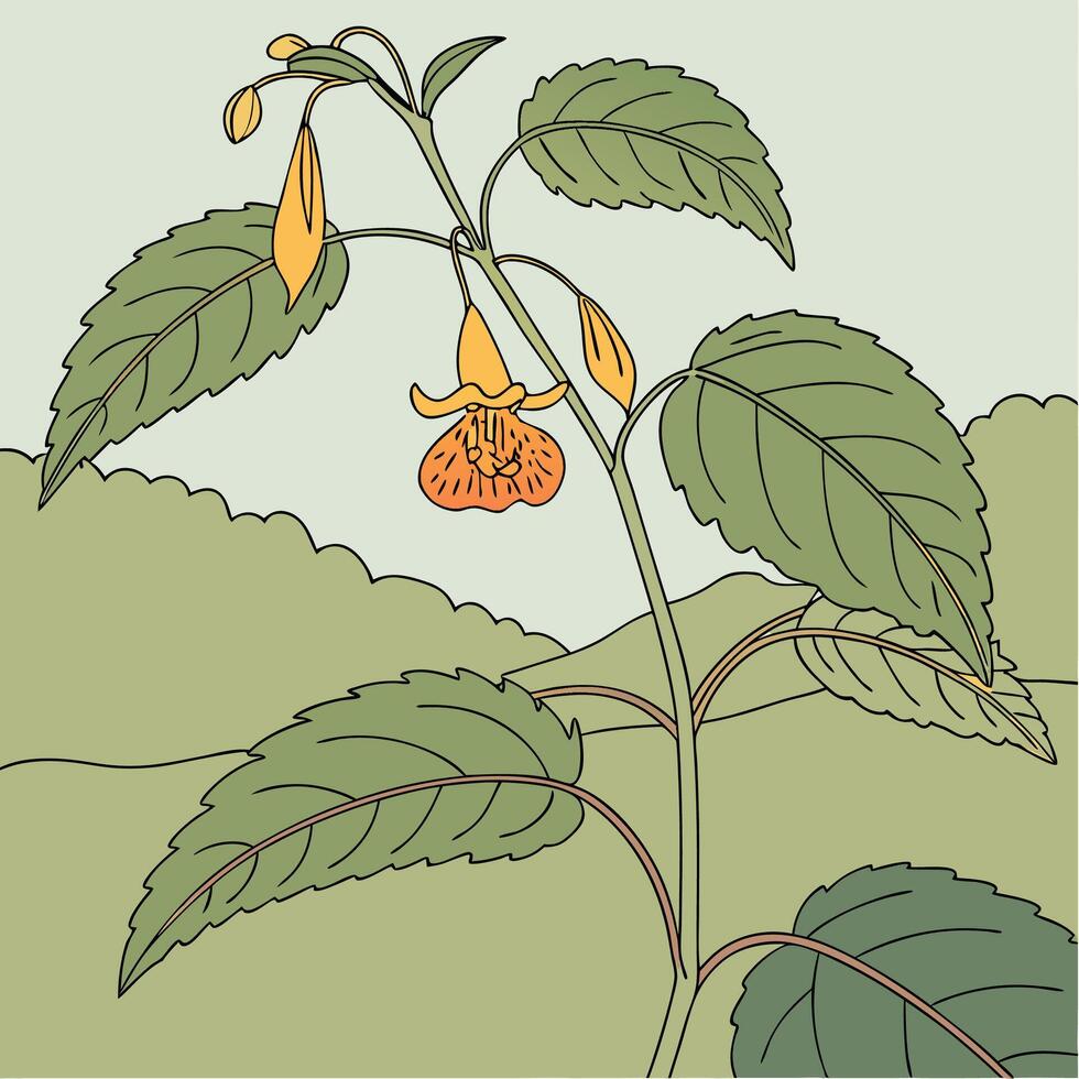 The illustration of jewelweed flower vector