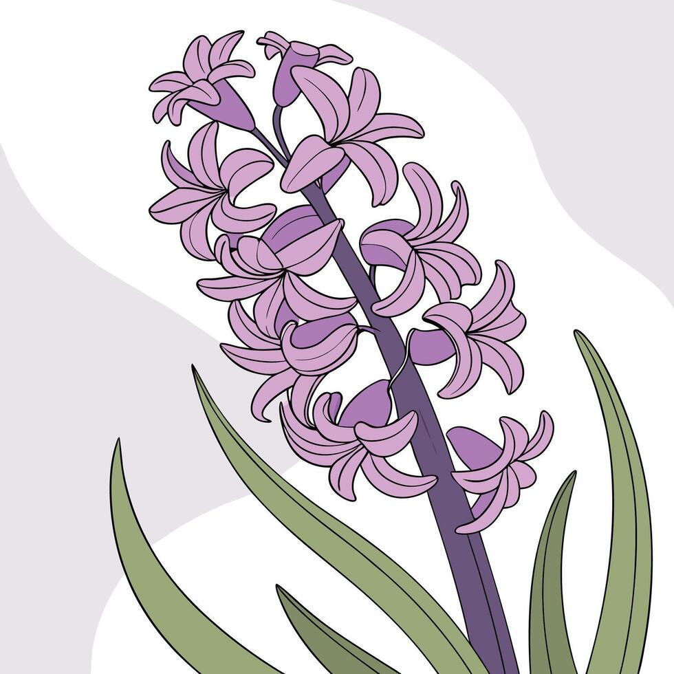 The illustration of hyacinth flower vector
