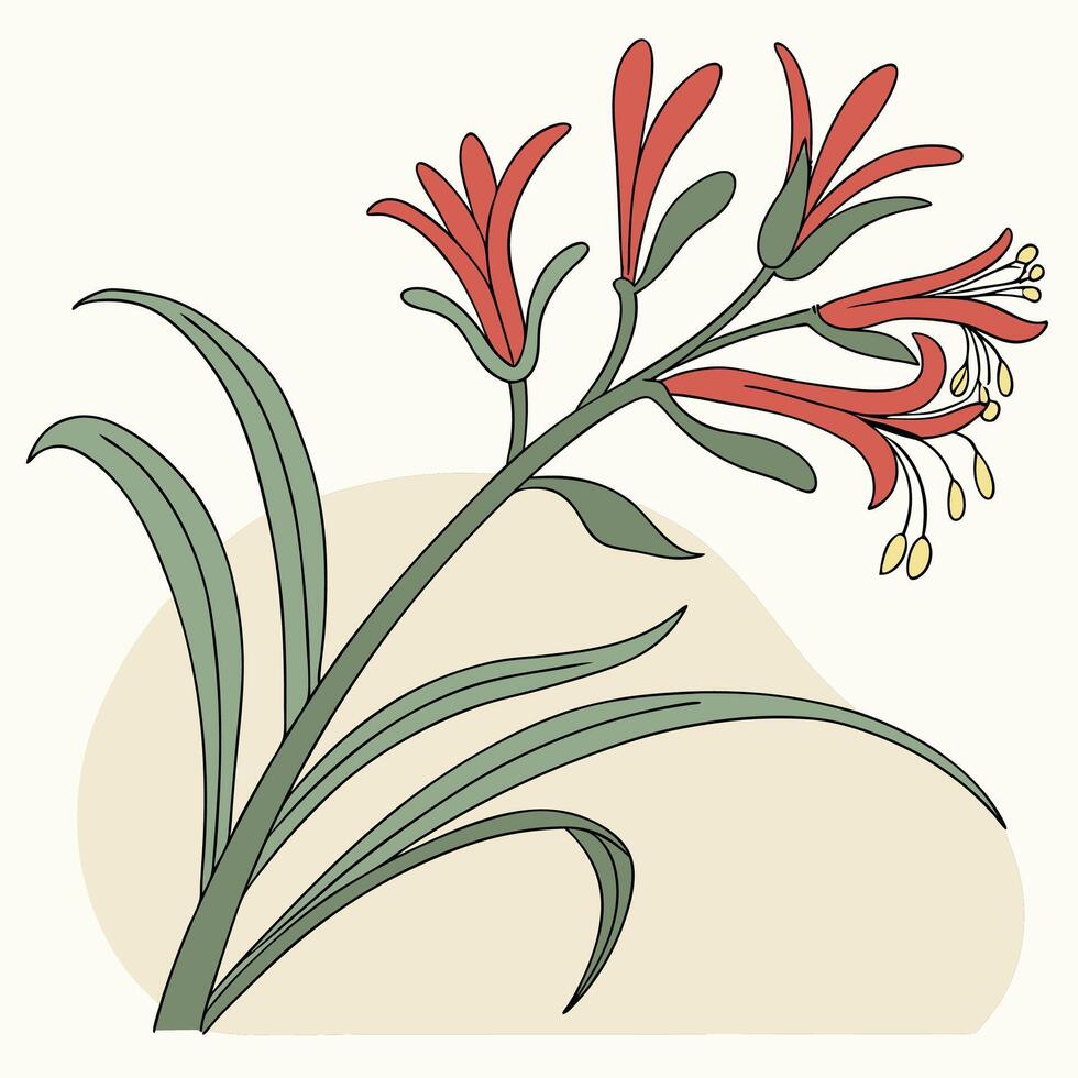 The illustration of kangaroo paw flower vector