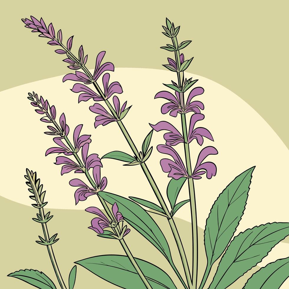 The illustration of salvia flower vector