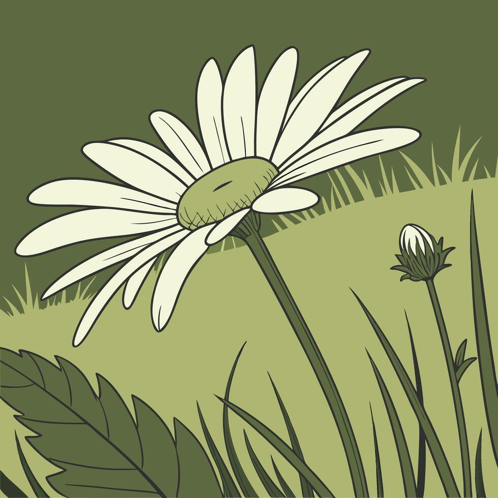 The illustration of oxeye daisy flower vector