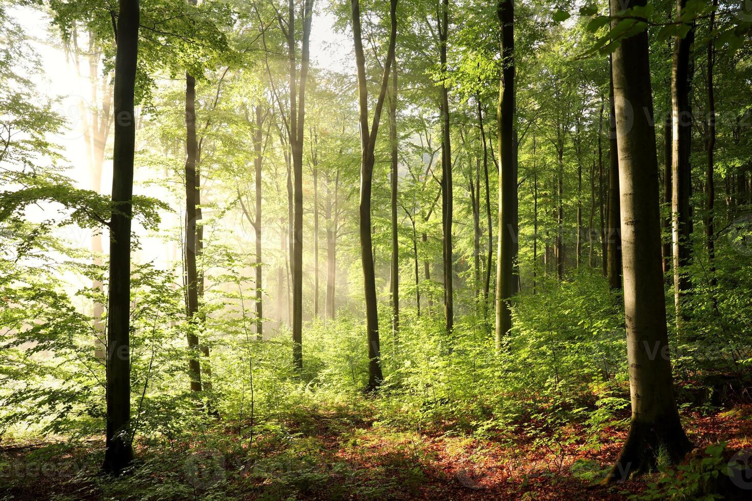 Autumn beech forest after a few days of rain in a foggy morning photo