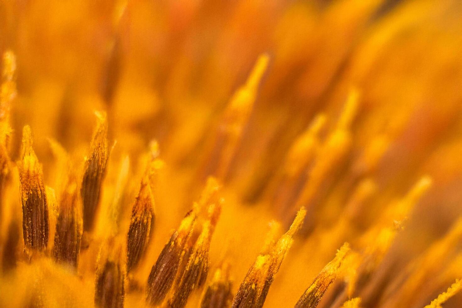 Close-up Sunflower Stamens, Garden, Macro Shot, Blurred Background, Nature Design photo
