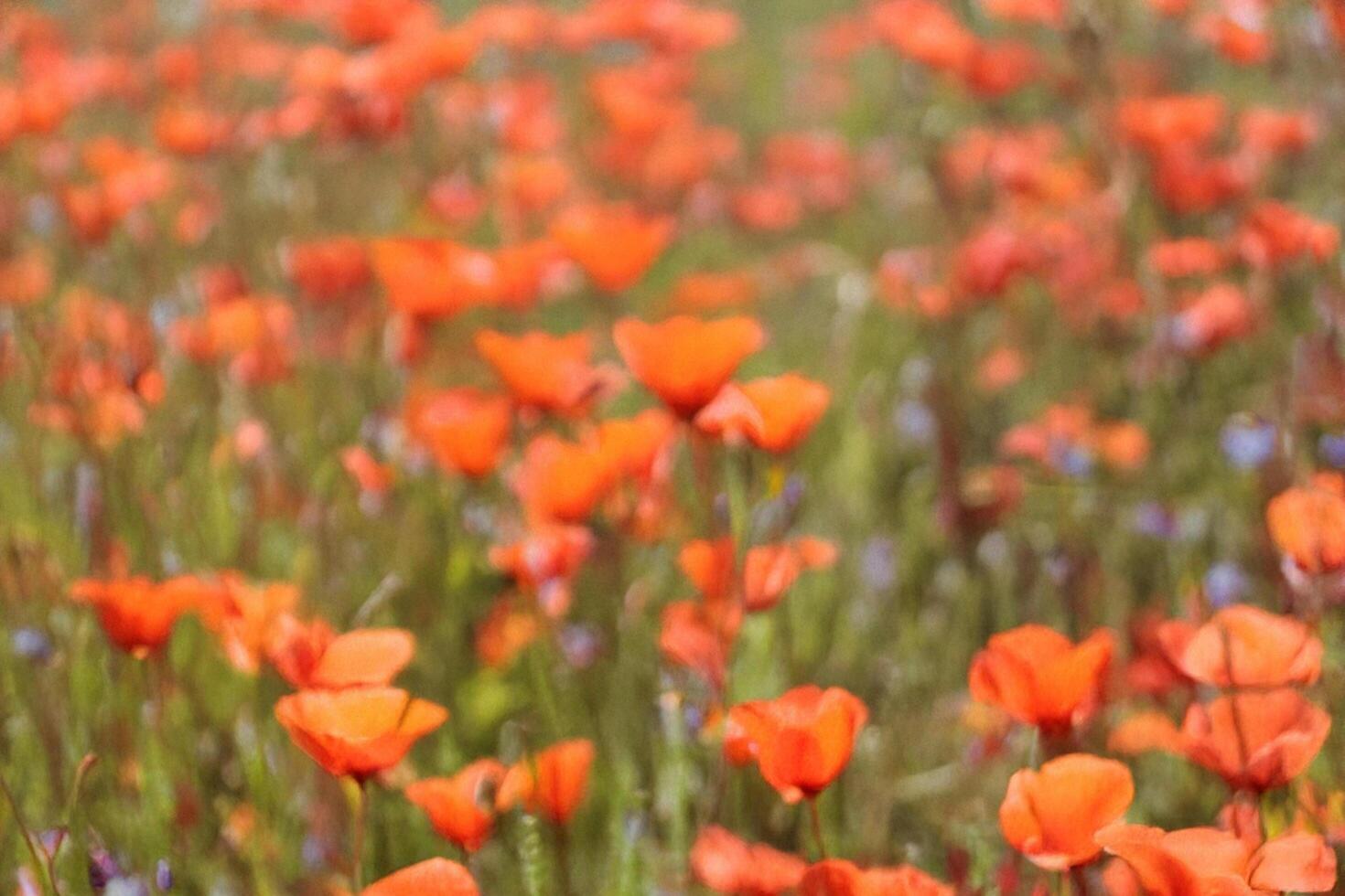 Poppies blooming field, summer, blurred background, nature postcard photo