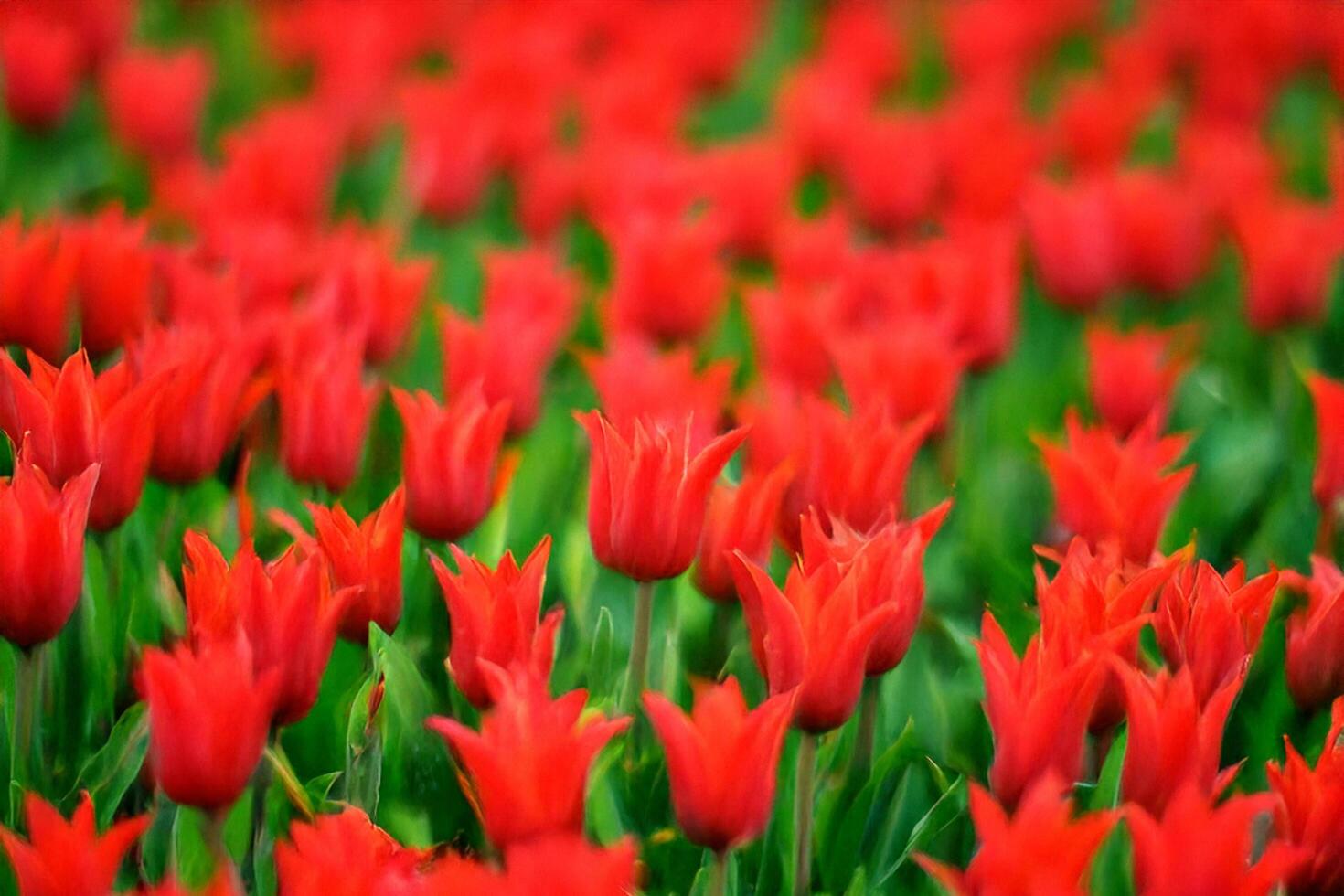 Red tulips field, spring bloom, garden, background blur, floral design photo