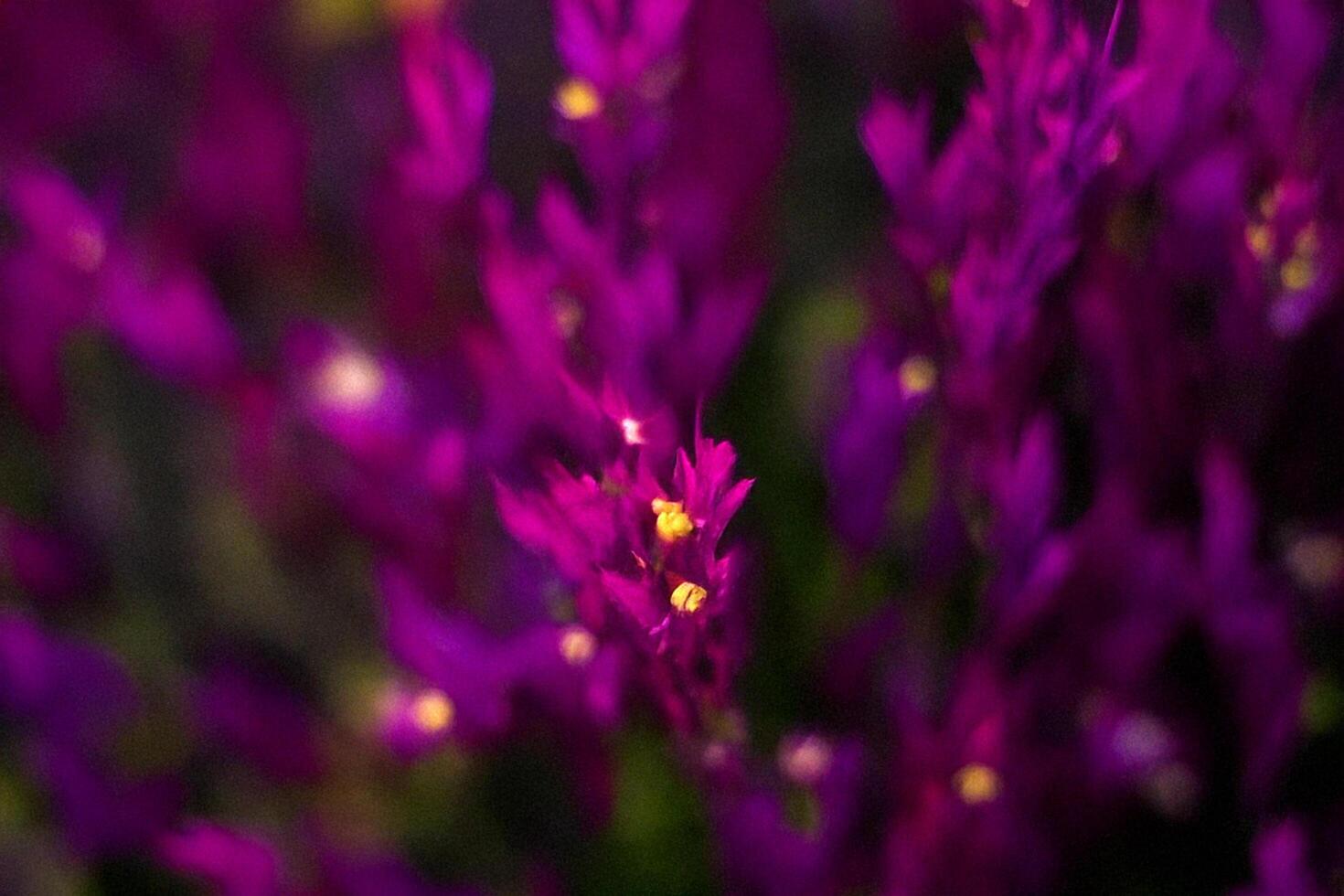 Purple flowers bloom close-up, blurred background photo