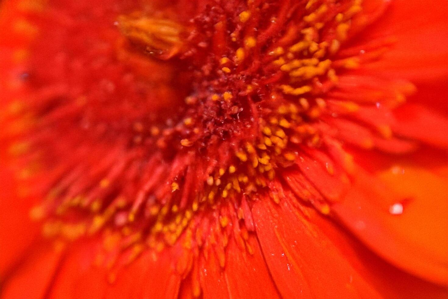 Close-up Red Flower Dewdrops Garden Macro photo