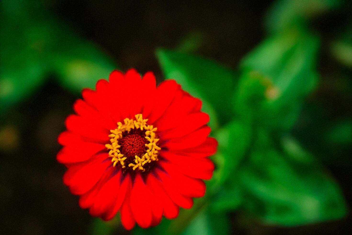Red Zinnia Bloom Garden Closeup, Blurred Background photo