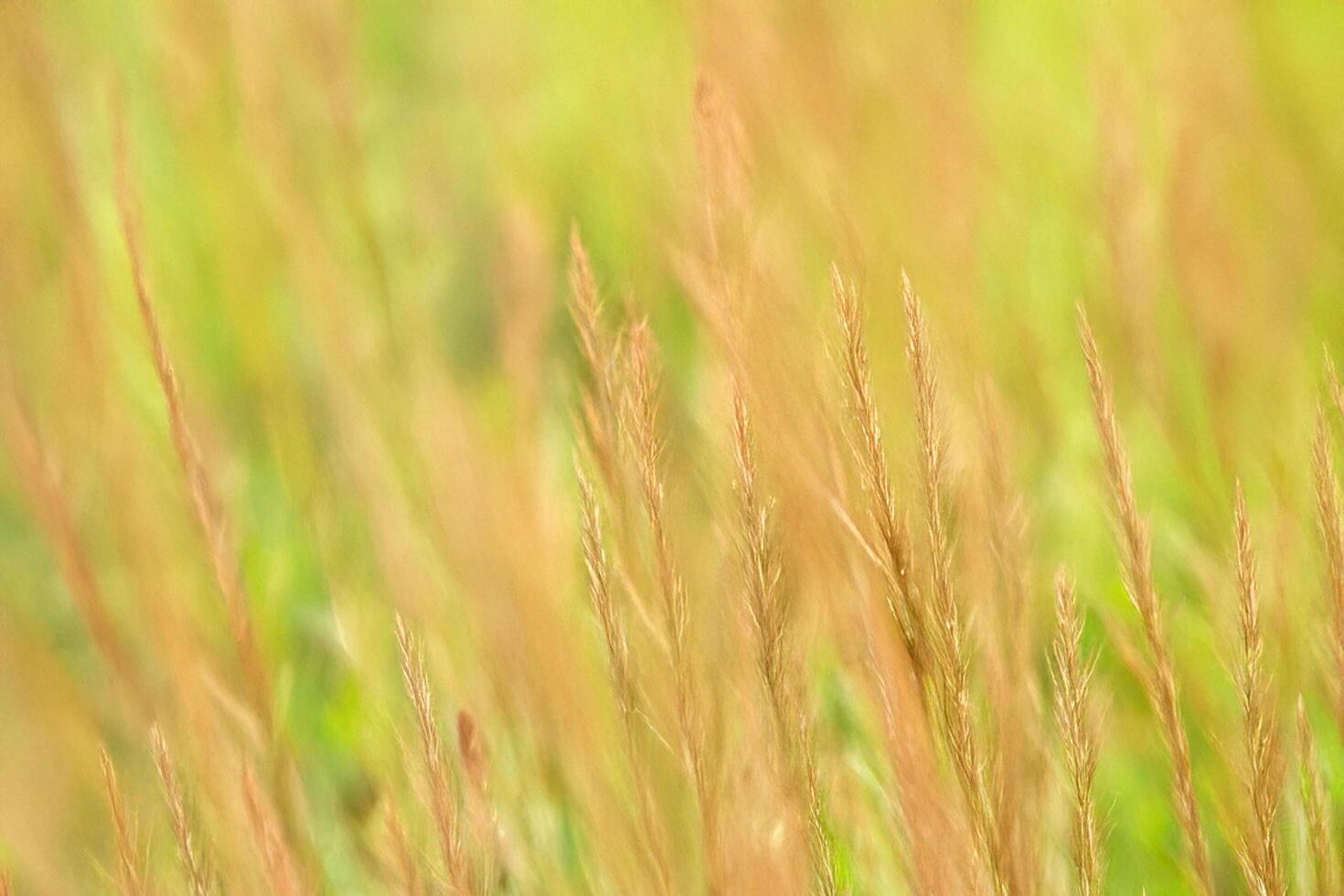Golden grass swaying, blurred meadow background, nature scene, website design photo