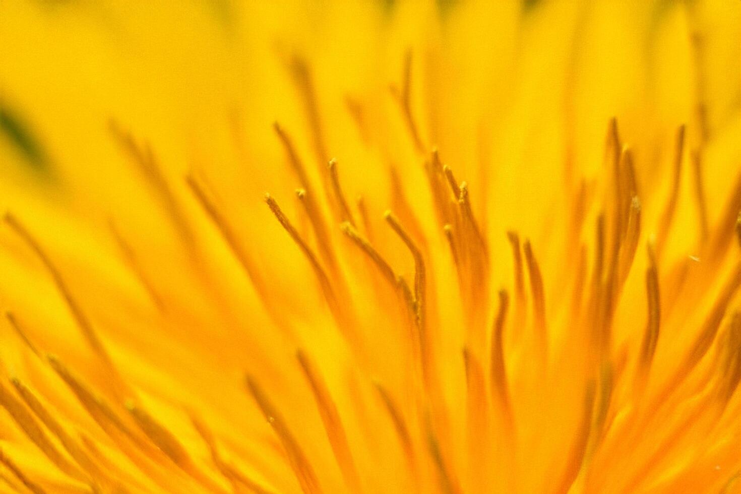 Close-up dandelion seed head, blurred background, nature photography, design element photo
