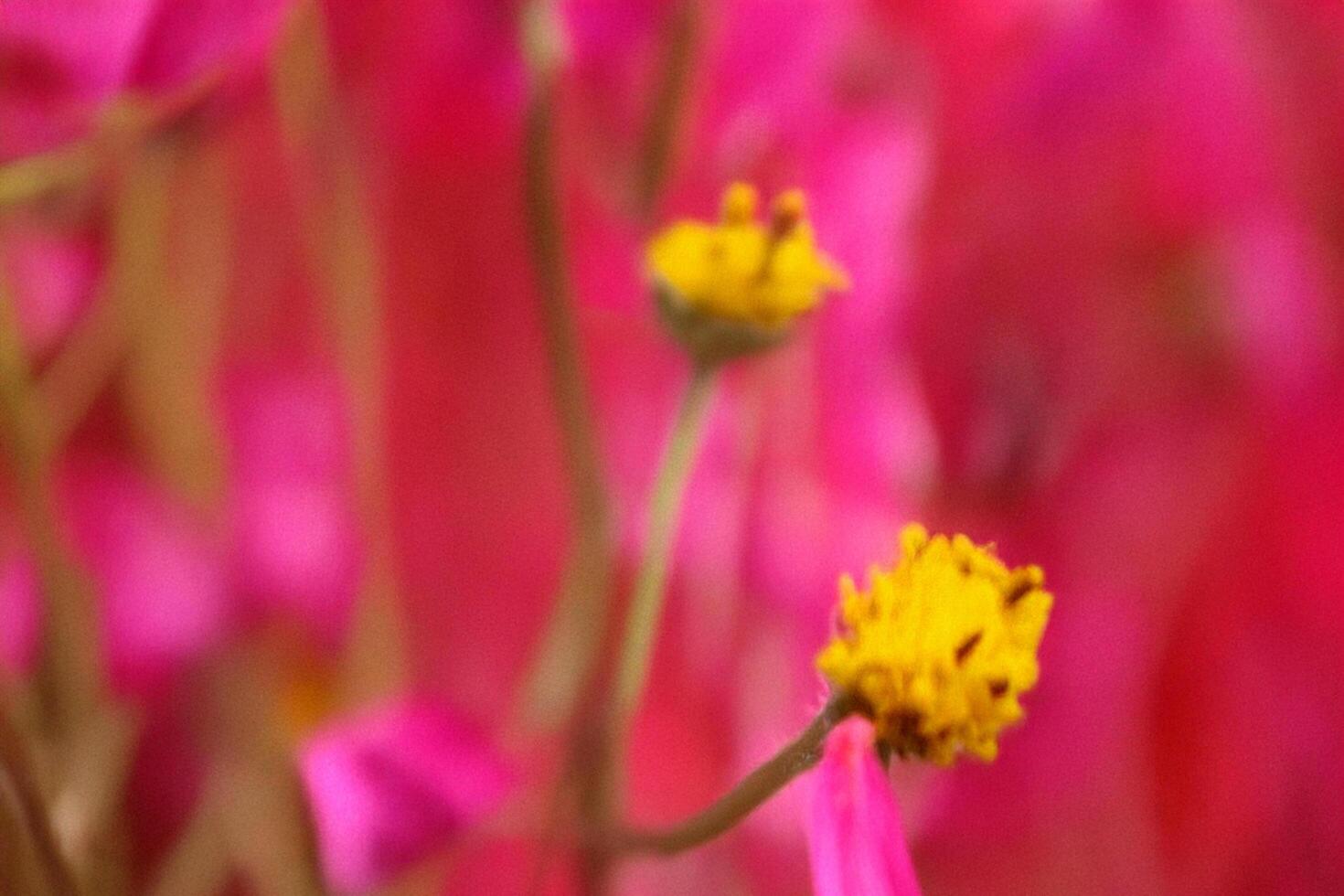 Yellow flowers bloom, pink background, macro shot, nature photo