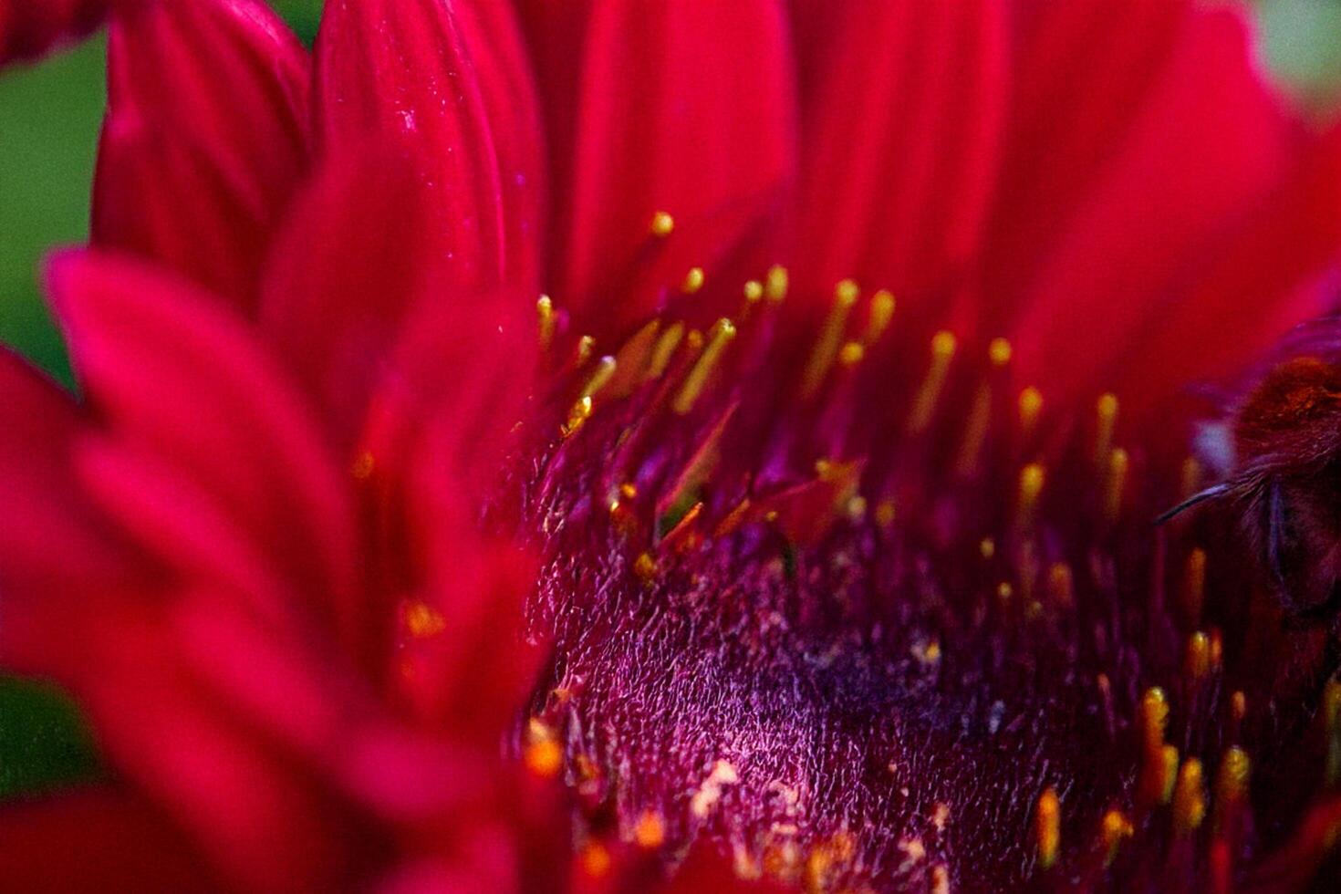 Red gerbera close-up, bee pollinating, garden blur photo