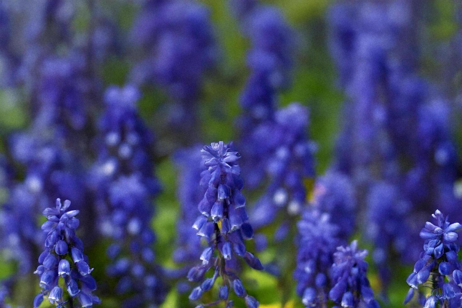 Bluebells blooming, field, spring, bokeh, nature, wallpaper photo