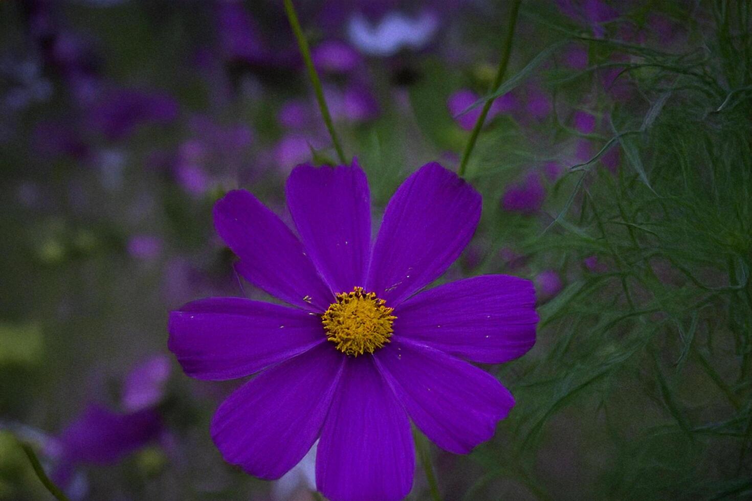 Purple Cosmos Flower Closeup, Garden Bloom, Nature photo